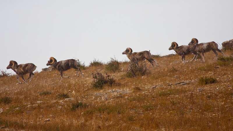 Argali